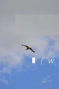 網(wǎng)貸逾期強制改手機鈴聲