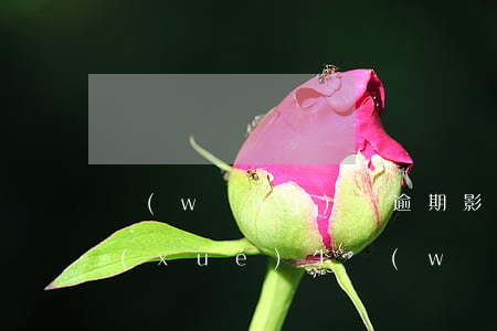 網(wǎng)貸逾期影不影響信用卡（大學(xué)生網(wǎng)貸逾期會(huì)影響信用卡嗎）