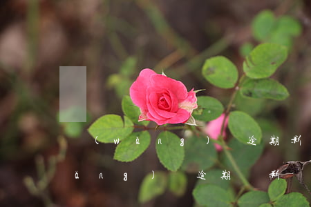 網(wǎng)貸逾期影響保單貸嗎(網(wǎng)貸逾期會影響擔(dān)保人信用嗎)
