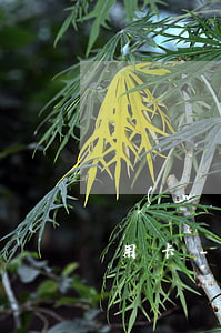 網(wǎng)貸逾期影響招商銀行辦理信用卡-網(wǎng)貸逾期可以辦招商信用卡嗎