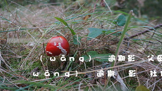 網(wǎng)貸逾期影響父母社保嗎(網(wǎng)貸逾期會影響社保嗎)
