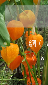 網(wǎng)貸逾期影響購買社保嗎(欠網(wǎng)貸影響買社保嗎)