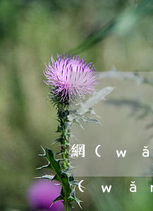 網(wǎng)貸逾期征信有問題怎么辦(網(wǎng)貸逾期已上征信該怎么辦)