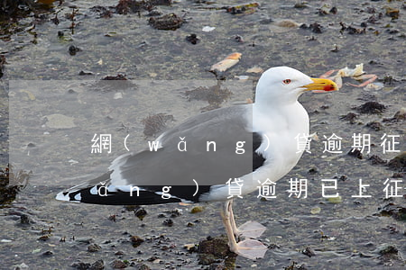 網(wǎng)貸逾期征信能撤銷嗎(網(wǎng)貸逾期已上征信該怎么辦)