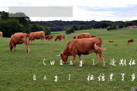 網(wǎng)貸逾期征信黑怎么辦(網(wǎng)貸征信黑了多久才能消除)