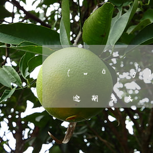 網(wǎng)貸逾期很久（網(wǎng)貸逾期多久違法）