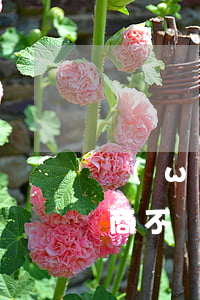 網(wǎng)貸逾期很久能協(xié)商不(網(wǎng)貸逾期協(xié)商處理辦法)