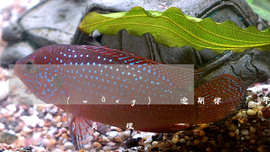 網(wǎng)貸逾期律師稱可以協(xié)商處理