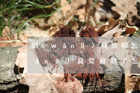 網(wǎng)貸逾期怎么快速上岸(網(wǎng)貸要逾期了怎么辦)