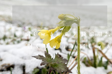 網(wǎng)貸逾期怎么應(yīng)對(duì)(網(wǎng)貸逾期怎么解決)