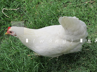 網(wǎng)貸逾期怎么投訴人行
