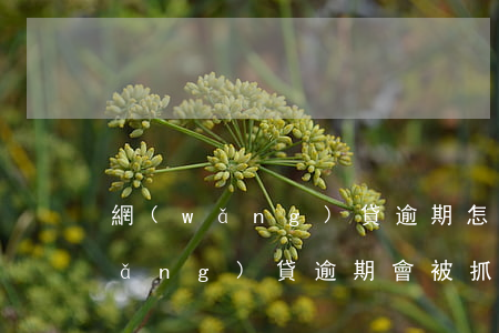網(wǎng)貸逾期怎么查被立案(網(wǎng)貸逾期會被抓嗎)