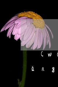 網(wǎng)貸逾期怎么漲芝麻分(網(wǎng)貸逾期怎么漲芝麻分)