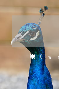 網(wǎng)貸逾期怎么算惡意透支