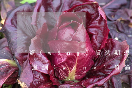 網(wǎng)貸逾期想晚一個(gè)月還(網(wǎng)貸逾期一個(gè)月暫時(shí)還不上怎么辦)