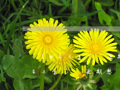 網(wǎng)貸逾期想辦理信用卡(網(wǎng)貸逾期想辦理信用卡怎么辦)