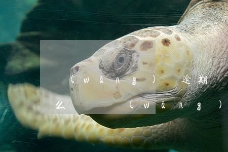網(wǎng)貸逾期應(yīng)該怎么樣還(網(wǎng)貸逾期怎么處理比較好)