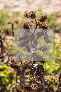 網(wǎng)貸逾期房產(chǎn)會被法院強(qiáng)制執(zhí)行嗎-網(wǎng)貸能被法院強(qiáng)制執(zhí)行嗎