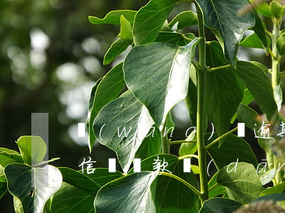 網(wǎng)貸逾期擔(dān)保上征信嗎(貸款擔(dān)保逾期多久上征信)