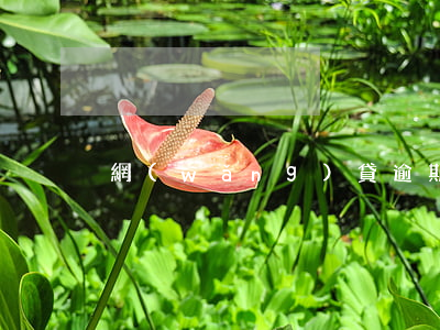 網(wǎng)貸逾期支付寶不能用了