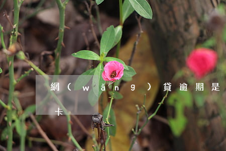網(wǎng)貸逾期是否影響再用的信用卡