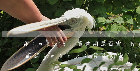網(wǎng)貸逾期是否會(huì)起訴(網(wǎng)貸逾期會(huì)被起訴到法院嗎)