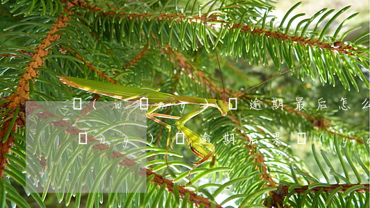 網(wǎng)貸逾期最后怎么樣了(網(wǎng)貸逾期后果嚴(yán)重嗎)