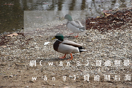網(wǎng)貸逾期最后都還了沒有 網(wǎng)貸逾期后面還了