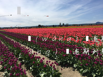 網(wǎng)貸逾期最多多少利息(網(wǎng)貸逾期利息和罰息上限多少)