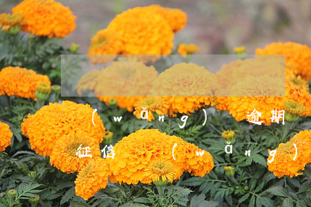 網(wǎng)貸逾期會(huì)上央行征信嗎(網(wǎng)貸逾期上征信的后果)