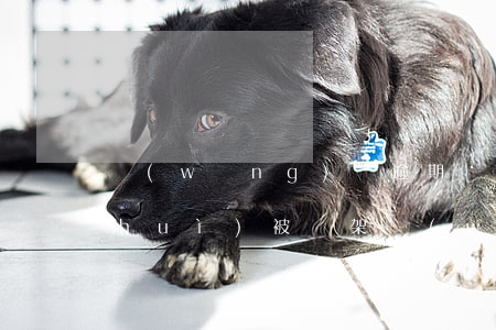 網(wǎng)貸逾期會(huì)不會(huì)被綁架(網(wǎng)貸會(huì)被抓嗎)