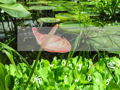 網(wǎng)貸逾期會(huì)去派出所嗎(網(wǎng)貸逾期公安會(huì)上門嗎)