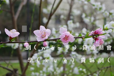 網(wǎng)貸逾期會(huì)影響助學(xué)貸嘛(網(wǎng)貸會(huì)影響助學(xué)貸款嗎)