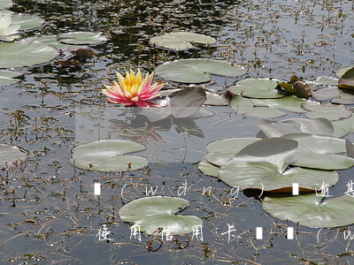 網(wǎng)貸逾期會(huì)影響我使用信用卡嗎(網(wǎng)貸逾期會(huì)影響我的信用卡嗎)