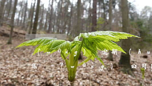 網(wǎng)貸逾期會(huì)查我社保嗎(網(wǎng)貸公司能查到我的社保嗎)