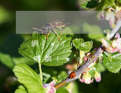 網(wǎng)貸逾期會(huì)起訴我嗎（網(wǎng)貸逾期有沒有起訴的）