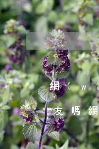 網(wǎng)貸逾期會(huì)轟炸朋友嗎(網(wǎng)貸會(huì)轟炸微信好友嗎)