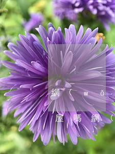 網(wǎng)貸逾期會凍結(jié)房屋嗎(網(wǎng)貸逾期會凍結(jié)名下房產(chǎn)嗎)