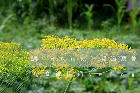 網(wǎng)貸逾期會凍結(jié)支付寶微信 網(wǎng)貸逾期會凍結(jié)支付寶微信銀行卡嗎