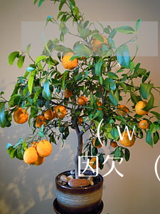 網(wǎng)貸逾期會影響考教師嗎(教師因欠網(wǎng)貸被辭退)