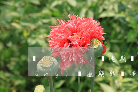 網(wǎng)貸逾期會影響配偶嗎(網(wǎng)貸逾期影響老公嗎)