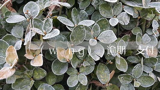 網(wǎng)貸逾期會支付寶
