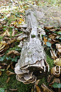網(wǎng)貸逾期會是詐騙罪嗎(網(wǎng)貸逾期涉及合同欺詐嗎)