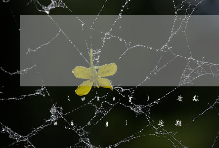 網(wǎng)貸逾期會牽連信用卡嗎(網(wǎng)貸逾期會牽連信用卡嗎)