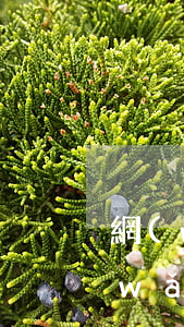 網(wǎng)貸逾期會給起訴詐騙嗎(網(wǎng)貸會被起訴詐騙嗎)