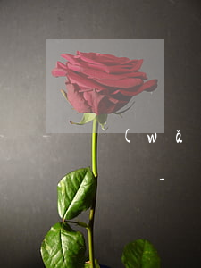 網(wǎng)貸逾期會自動扣銀行卡里的錢嗎-網(wǎng)貸逾期會自動扣銀行卡里的錢嗎安全嗎