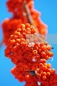 網(wǎng)貸逾期有信用卡有關(guān)系嗎(網(wǎng)貸逾期跟信用卡逾期哪個嚴(yán)重)