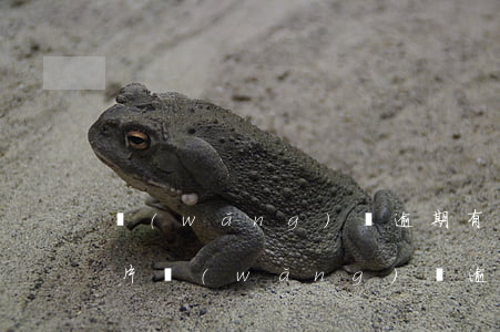 網(wǎng)貸逾期有沒有發(fā)照片(網(wǎng)貸逾期信息)