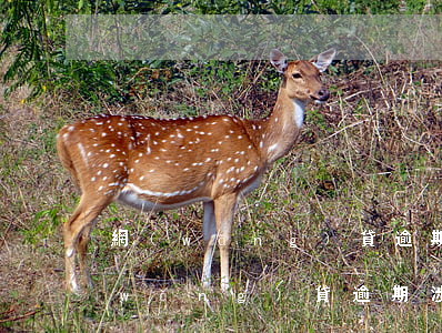 網(wǎng)貸逾期未還是否是欺詐(網(wǎng)貸逾期涉及合同欺詐嗎)