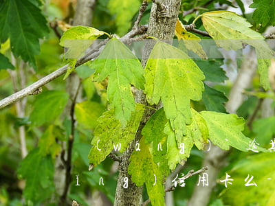 網(wǎng)貸逾期未還還可以申請(qǐng)信用卡么-網(wǎng)貸逾期未還還可以申請(qǐng)信用卡么嗎